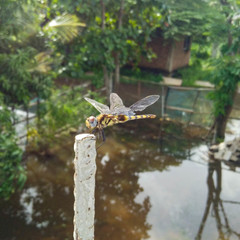 Urothemis signata