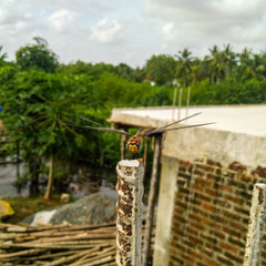Urothemis signata
