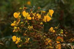 Senna petersiana
