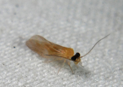 Valenzuela indicator