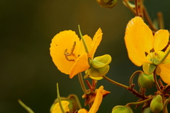 Senna petersiana