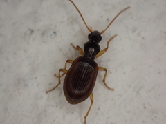 Oxypselaphus obscurus