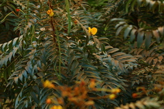 Senna petersiana