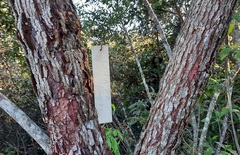 Copaifera langsdorffii