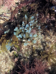 Dictyopteris undulata