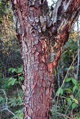 Copaifera langsdorffii