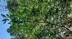 Copaifera langsdorffii