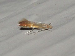 Phyllonorycter basistrigella