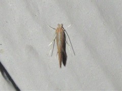 Phyllonorycter basistrigella
