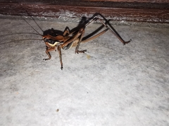 Eupholidoptera smyrnensis