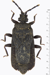 Brachyrhynchus micronesicus