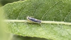 Davisonia americana