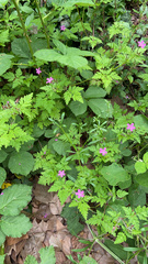 Geranium robertianum