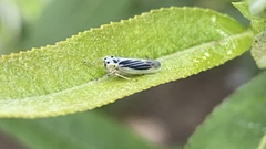 Davisonia americana