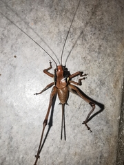 Eupholidoptera smyrnensis