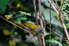 Saltator maximus
