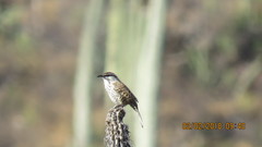 Campylorhynchus jocosus