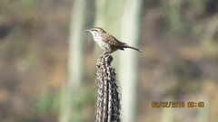 Campylorhynchus jocosus