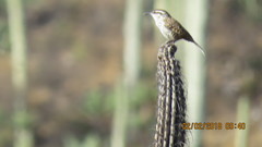 Campylorhynchus jocosus