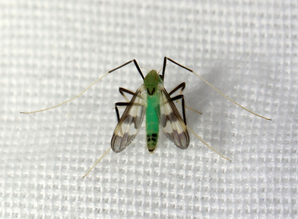 Stenochironomus hilaris