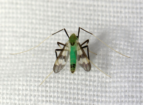 Stenochironomus hilaris