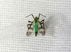 Stenochironomus hilaris