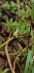 Agriocnemis keralensis