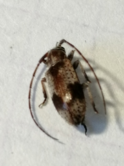 Exocentrus punctipennis