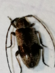 Exocentrus punctipennis