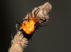 Phoroncidia thwaitesi