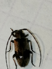 Exocentrus punctipennis