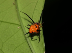 Phoroncidia thwaitesi