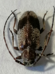 Exocentrus punctipennis