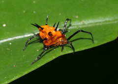 Phoroncidia thwaitesi