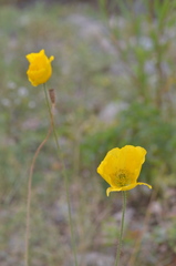 Papaver miyabeanum
