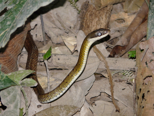 Photo of a South American Forest Racer (Dendrophidion percarinatum)