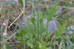 Papaver miyabeanum