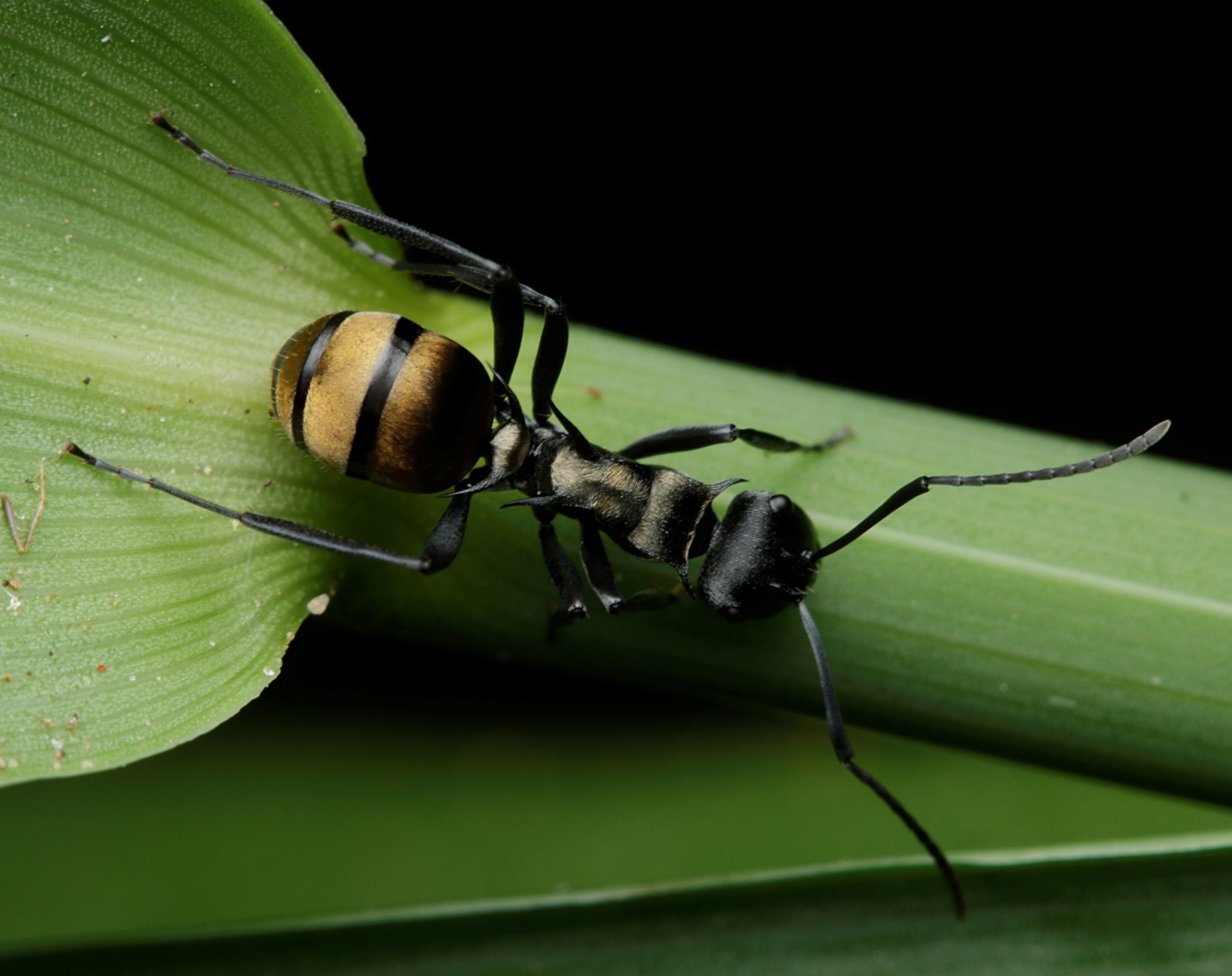 Polyrhachis terpsichore