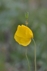 Papaver miyabeanum