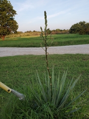 Yucca necopina