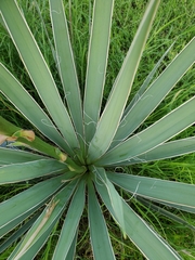 Yucca necopina
