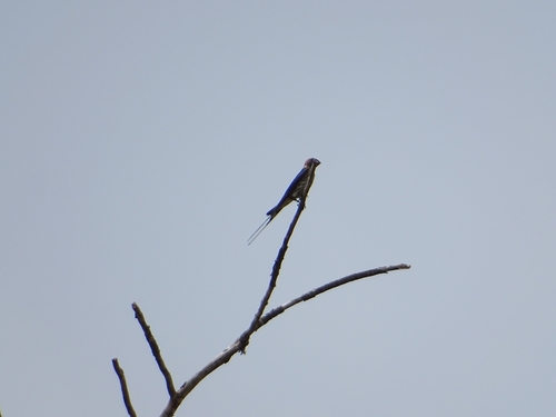 Lesser Striped Swallow