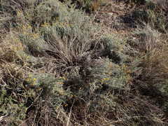 Pentzia calcarea