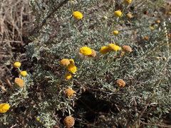 Pentzia calcarea