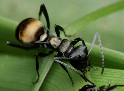 Polyrhachis terpsichorePolyrhachis terpsichore