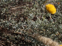 Pentzia calcarea