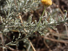 Pentzia calcarea