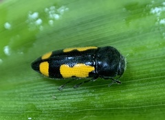 Ptosima gibbicollis