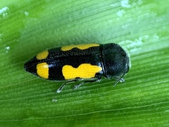 Ptosima gibbicollis
