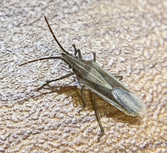 Mecidea prolixa